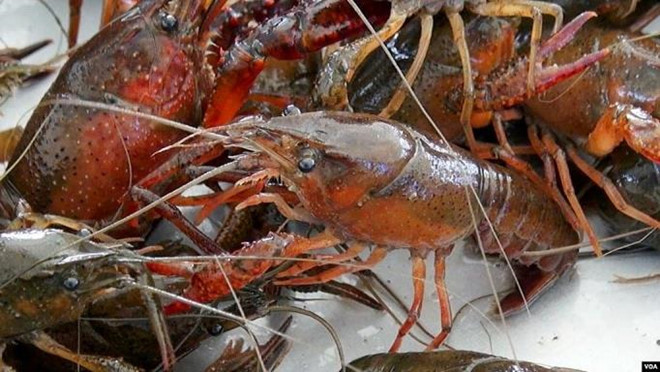 Tom hum dat nguy hai the nao ma phai cam buon ban?