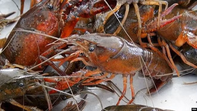 Tom hum dat nguy hai the nao ma phai cam buon ban?