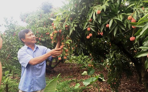 Người dân Lục Ngạn vui khi vải thiều được mùa.