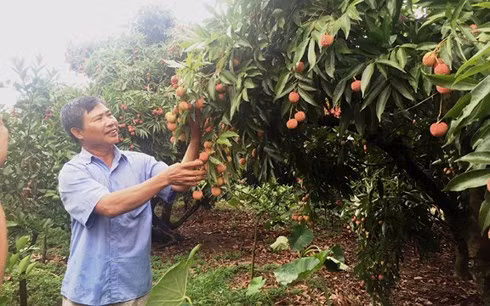 Người dân Lục Ngạn vui khi vải thiều được mùa.