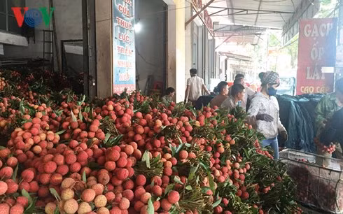 Những điểm thu mua vải đang hoạt động hết công suất.