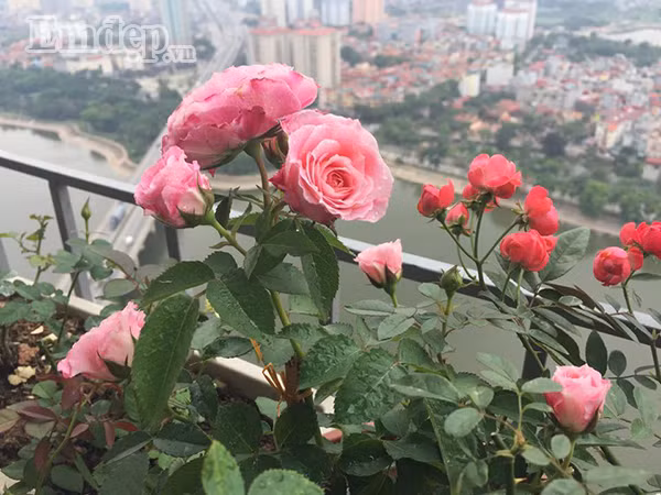 Ban cong von ven 3m2 trong 100 goc hoa hong dep quen sau-Hinh-10