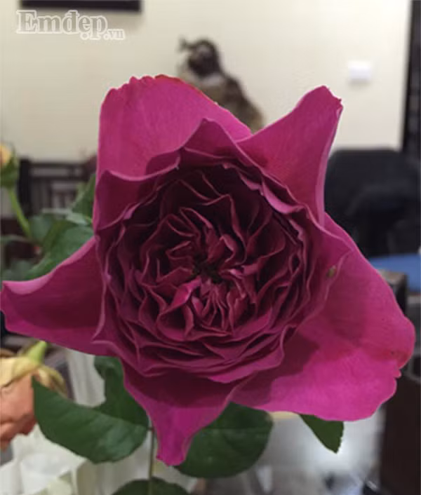 Ban cong von ven 3m2 trong 100 goc hoa hong dep quen sau-Hinh-13