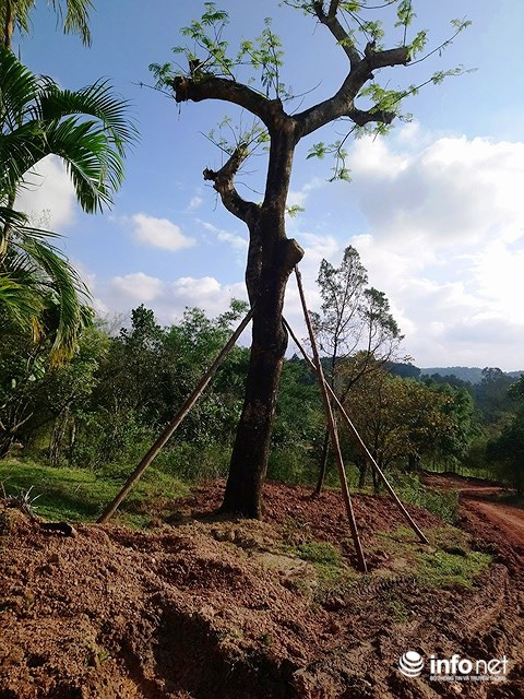 Cây xanh vừa mới được trồng lại.