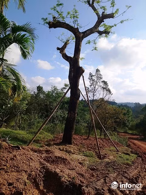 Cây xanh vừa mới được trồng lại.