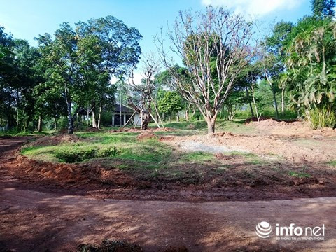 Các cây cảnh đang được trồng lại sau khi kỳ họp thứ 4 HĐND tỉnh Thừa Thiên - Huế ban hành nghị quyết số 08.