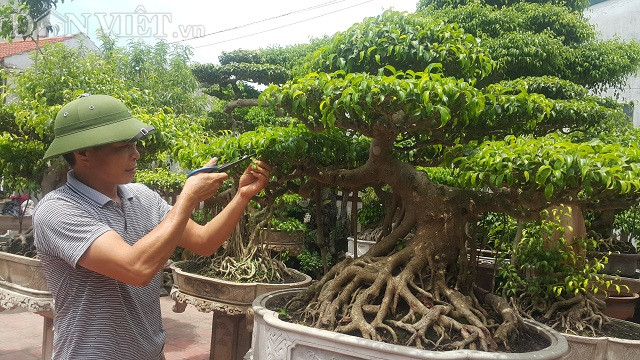 "Cách đây 10 năm về trước là thời điểm cây sanh khá sốt nên để mua được cây này về tôi tốn kém không ít tiền bạc, cũng như công sức mới mua được cây này về" ông Phúc nhớ lại.