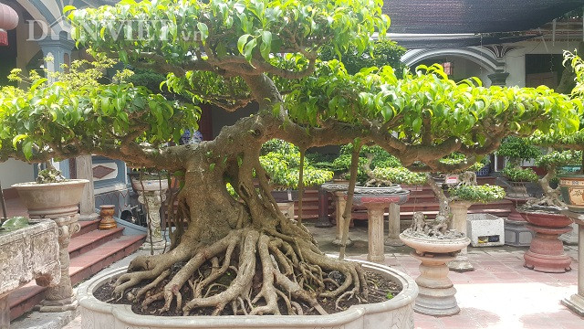 Cây sanh cổ có thân và bệ rất đẹp và chuyển sang màu đồng đặc trưng của loại sanh nam điền khi có tuổi đời lâu năm.