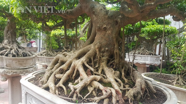 "Cách đây không lâu đã có người trả tôi 250 triệu để được sở hữu cây sanh này nhưng tôi không đồng ý, vì đây là cây sanh tôi rất tâm huyết và muốn giữ lại để chơi." ông Phúc chia sẻ.