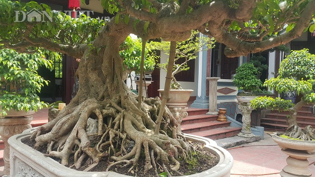 Nói về cây sanh của mình, ông Phúc cho hay, ông mua cây sanh này khoảng 10 năm về trước, trước đây cây được chủ cũ làm thành tán đĩa, sau đó được ông xé tán ra, cắt chỉnh bông dăm và làm kĩ lại mới được hoàn chỉnh như hiện tại.