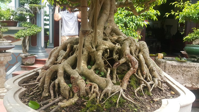 Cũng theo ông Phúc, đây là một cây sanh có tuổi đời khá lâu và lại chất sanh nam điền, cây có bộ bệ đẹp và thân cành khá côn, bông tán mịn. Cây cũng đi dự triển lãm ở nhiều nơi và đặc biệt trong một lần tham gia Festival năm 2014 ở Thanh Hóa, cây sanh này đã đạt giải xuất sắc.