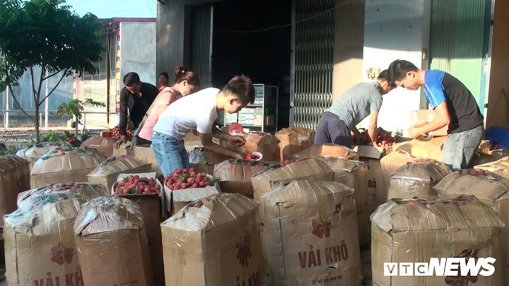 Vải xuất khẩu nhanh chóng được đóng thùng các-tông rồi chuyển lên cửa khẩu Thanh Thủy (Hà Giang) và Hữu Nghị (Lạng Sơn) chờ thông quan.