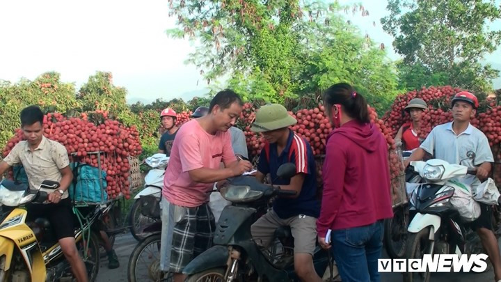 Các điểm thu mua vải lớn chủ yếu là lái buôn Trung Quốc thu gom.