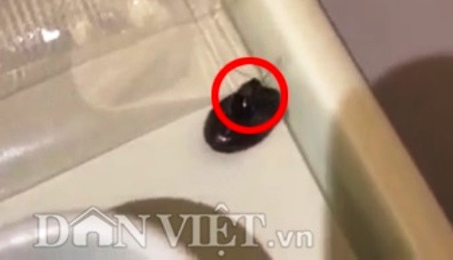 Gián bò trong khay thức ăn trên chuyến bay Vietnam Airlines, hai đơn vị đổ lỗi cho nhau (Ảnh: Đ.Đ.H)