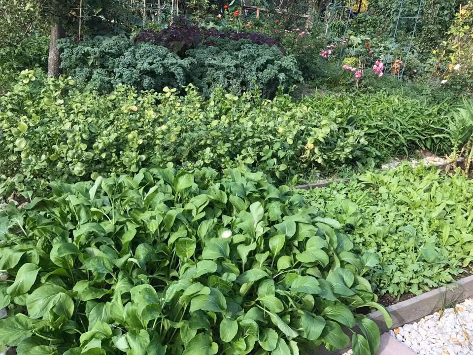 Ở góc vườn có thùng chứa các loại hoa quả hỏng, cơm nguội, bánh mì để ủ phân xanh. Đầu vụ, chị mua một xe phân bò ủ mục, một cuộn rơm khô để đốt lấy tro.