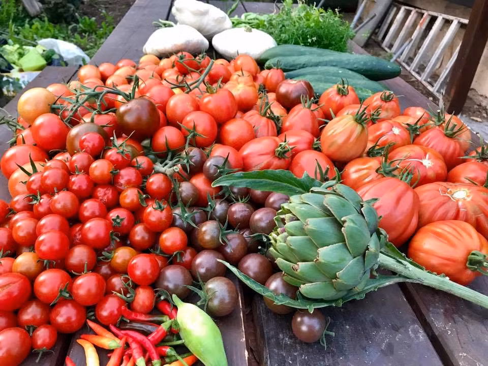 Dù vất vả nhưng mỗi khi nhìn thấy rau xanh tốt, quả chín từng ngày, chị lại cảm thấy hạnh phúc. Chị cũng thích giao lưu với bạn bè đam mê trồng cây giống mình trên mạng.