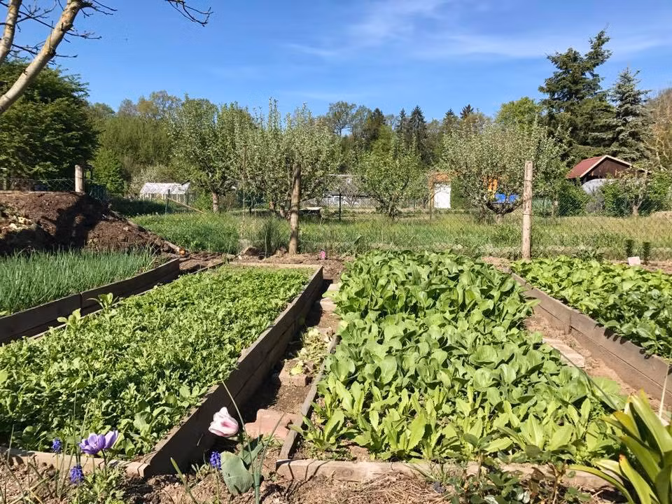 Những người hàng xóm nước ngoài rất bất ngờ với thành quả của chị Huyền.