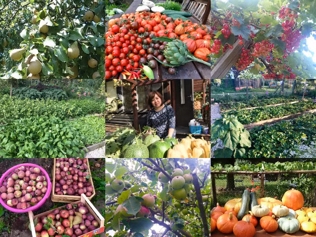 Theo chồng sang Cộng hòa Czech được 20 năm, chị Vũ Thanh Huyền có cuộc sống mới ở thành phố Plzen với một ngôi nhà khang trang, mảnh vườn rau rộng rãi trồng đủ loại rau trái của Việt Nam.