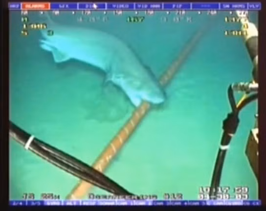 10 su that ve cap mang vuot dai duong