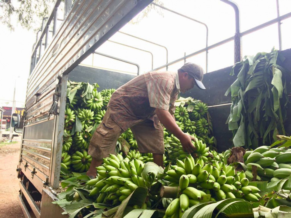 Năm nay, giá chuối ở ''thủ phủ'' Đồng Nai vẫn đang xuống thấp.