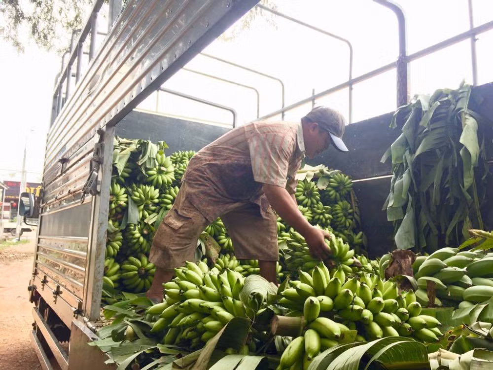 Năm nay, giá chuối ở ''thủ phủ'' Đồng Nai vẫn đang xuống thấp.