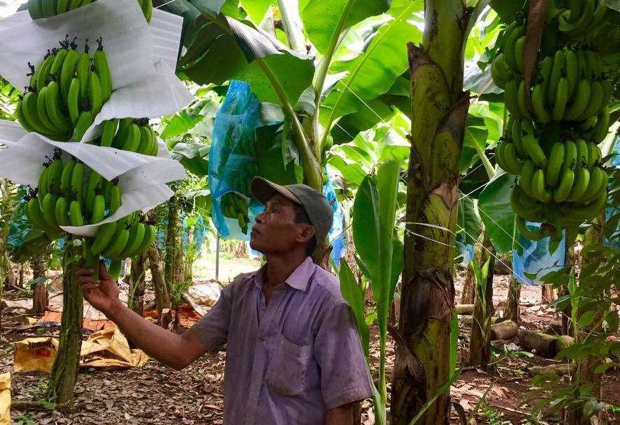 Những vườn chuối đang chuẩn bị vào vụ chính đều được người dân bán lại cho thương lái ở tỉnh khác với giá rẻ.