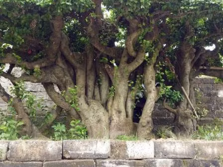 "Cu" duoi gan 300 tuoi gia 1,2 ty co gi dac biet?-Hinh-6