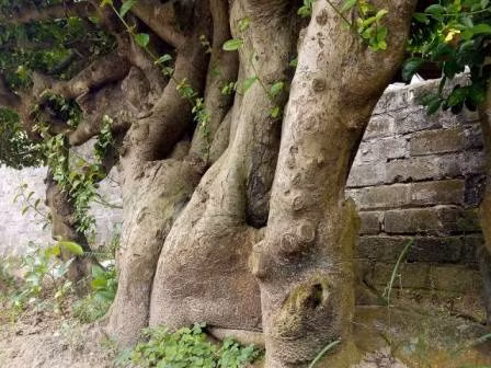 "Cu" duoi gan 300 tuoi gia 1,2 ty co gi dac biet?-Hinh-5