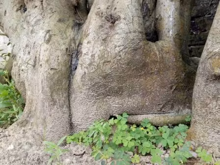 "Cu" duoi gan 300 tuoi gia 1,2 ty co gi dac biet?-Hinh-3