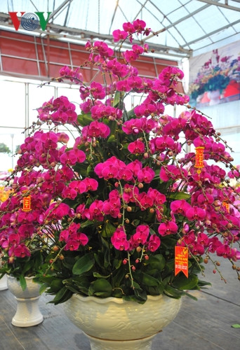 Chậu hoa lan "khủng" này được bày bán tại siêu thị hoa cây cảnh Hoàng Kim trong khuôn viên của làng hoa Xuân Quan, huyện Văn Giang, tỉnh Hưng Yên với giá 38 triệu đồng.