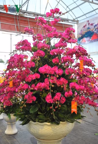 Chậu hoa lan "khủng" này được bày bán tại siêu thị hoa cây cảnh Hoàng Kim trong khuôn viên của làng hoa Xuân Quan, huyện Văn Giang, tỉnh Hưng Yên với giá 38 triệu đồng.