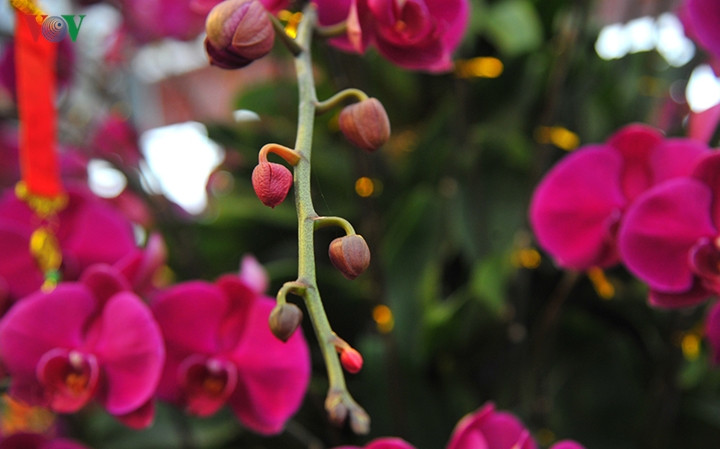 Khách chơi lan dịp Tết Nguyên đán Kỷ Hợi 2019 rất thích lan hồ điệp, chị Hân cho hay.