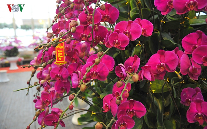 Với giá mỗi cành lan là 130.000-150.000 đồng, chậu hoa khổng lồ chứa tới mấy trăm cành.