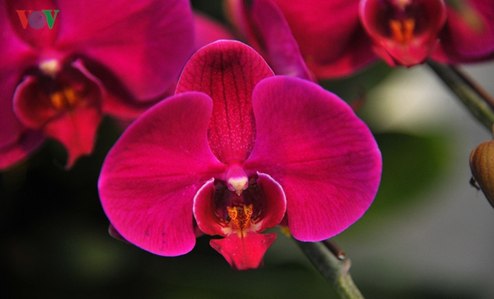 Chị Hân, chủ cửa hàng chia sẻ, đây là loại lan hồ điệp được nhập khẩu từ Trung Quốc.