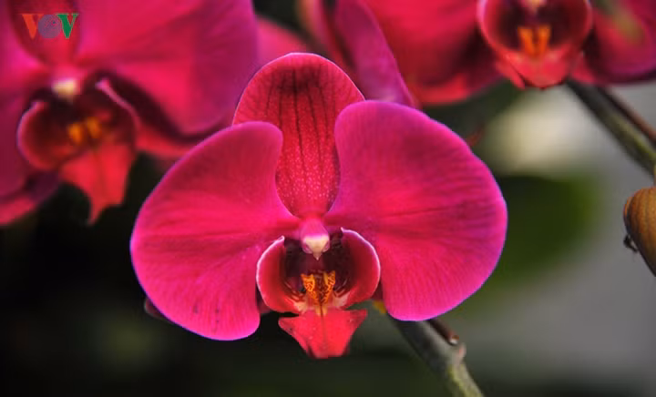 Chị Hân, chủ cửa hàng chia sẻ, đây là loại lan hồ điệp được nhập khẩu từ Trung Quốc.