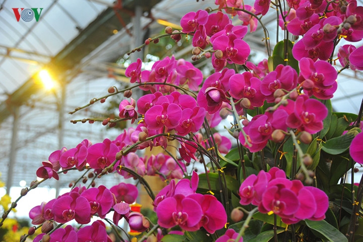 Chủ cửa hàng cho hay, nhiều khách thích chậu hoa này và đã đặt mua về chưng Tết.