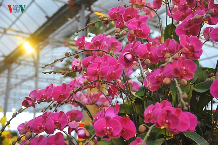 Chủ cửa hàng cho hay, nhiều khách thích chậu hoa này và đã đặt mua về chưng Tết.