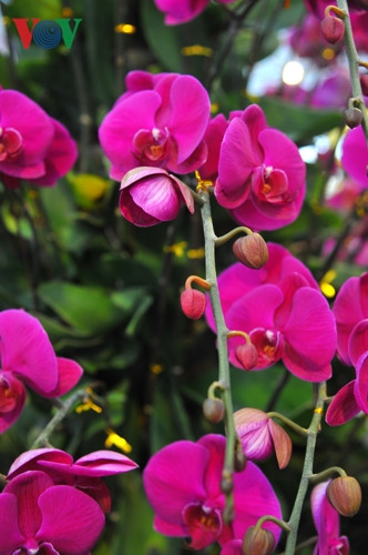 Khách mua lan về không cần phải chăm sóc cầu kì, chỉ cần tưới nước. Điều đáng lưu ý là không được tưới nước vào cánh hoa khiến hoa dễ bị hỏng.