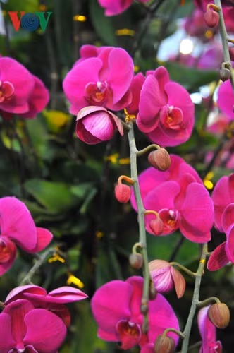 Khách mua lan về không cần phải chăm sóc cầu kì, chỉ cần tưới nước. Điều đáng lưu ý là không được tưới nước vào cánh hoa khiến hoa dễ bị hỏng.