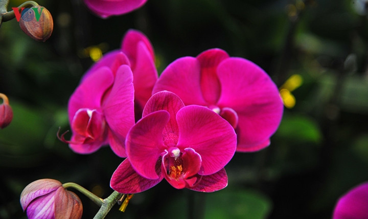 Nếu được chăm sóc tốt, khách có thể thưởng thức vẻ đẹp của chậu hoa lan này tới vài tháng.