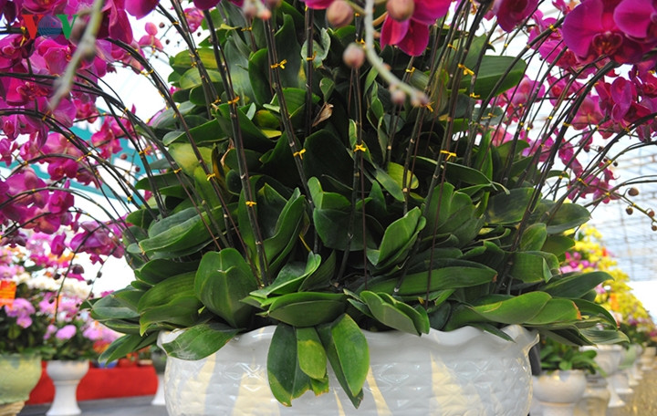 Cành lá cũng rất tươi tốt khiến khách mê mẩn.