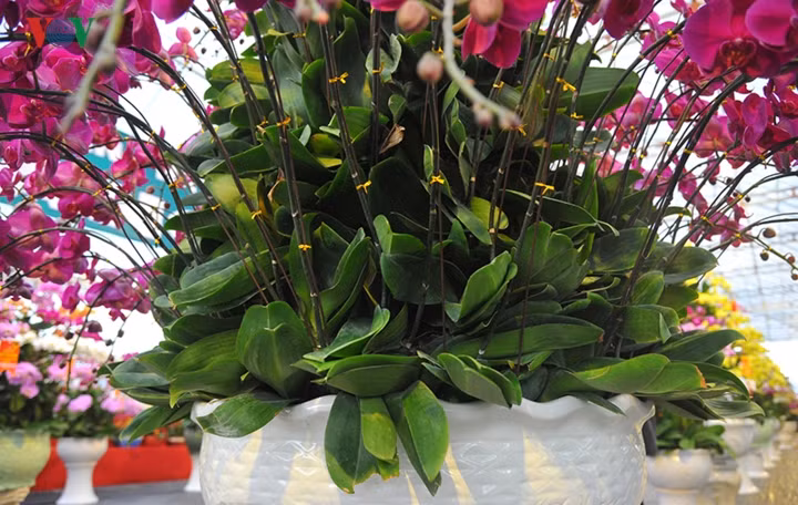 Cành lá cũng rất tươi tốt khiến khách mê mẩn.