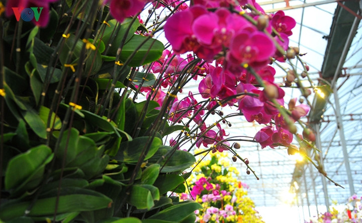 Các cành hoa lan được xếp đan xen và ghép chặt chẽ với nhau tạo hình rất đẹp mắt.