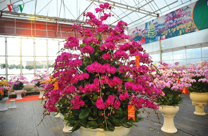  Chậu lan hồ điệp có kích thước lớn hơn hẳn so với những chậu hoa thông thường khác.