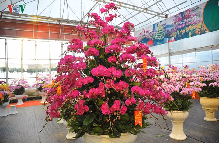  Chậu lan hồ điệp có kích thước lớn hơn hẳn so với những chậu hoa thông thường khác.