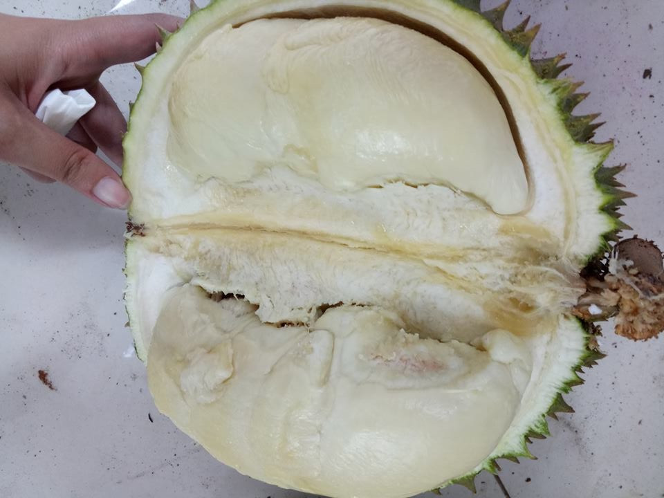 “Con bao” an sau rieng tra hat da tran ve Ha Noi-Hinh-2