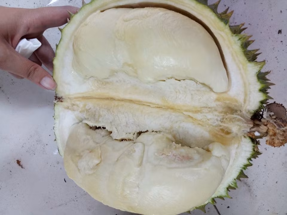 “Con bao” an sau rieng tra hat da tran ve Ha Noi-Hinh-2