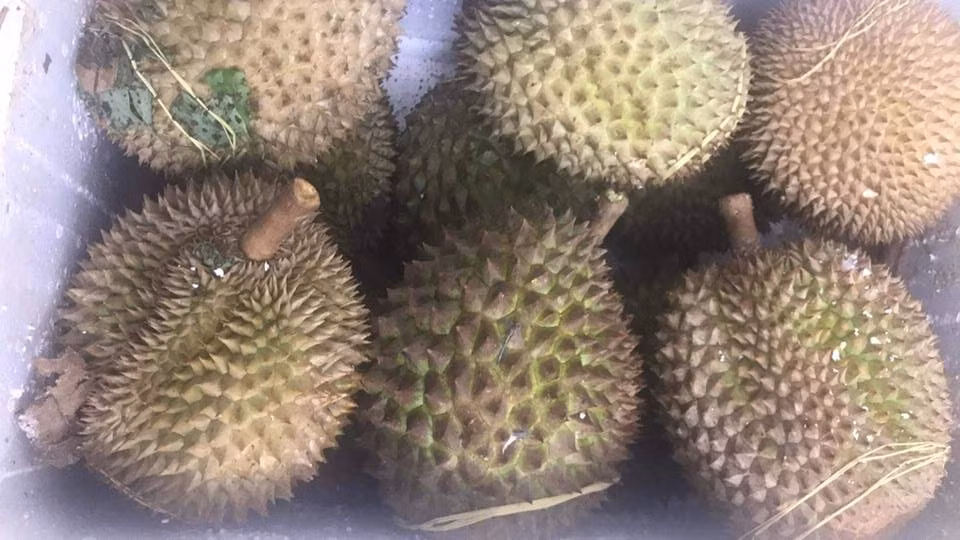 “Con bao” an sau rieng tra hat da tran ve Ha Noi-Hinh-4