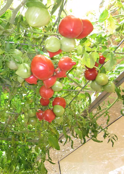 Được chăm sóc tốt nên cây trong nhà sai như được trồng ngoài tự nhiên.