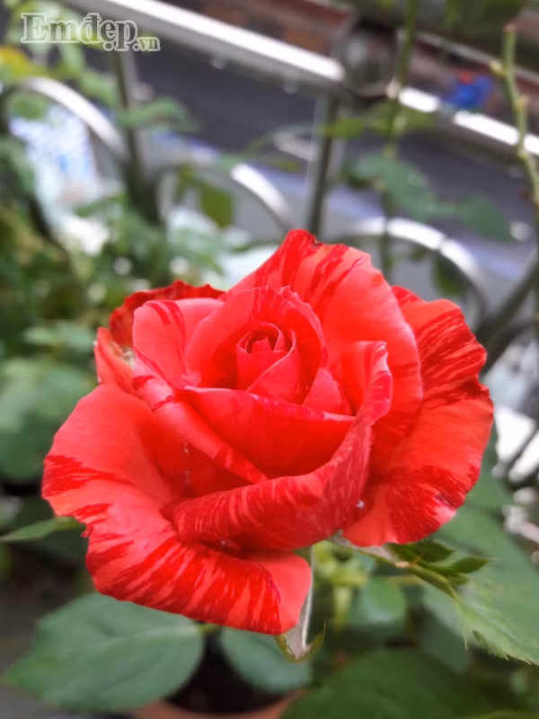 Kết quả thật quá bất ngờ, chỉ sau 14 ngày sử dụng, Red Inituition đã ra một mầm gốc to bằng đôi đũa, đỏ rực và phát triển với tốc độ 2cm/ ngày. Những nhánh khác của cây cũng đều ươm nụ và lá ra xanh mượt hơn, form hoa cũng to dần. Riêng Alnwick chị trồng phía ít nắng hơn, tuy nhiên khi bón kết hợp phân dê và phân dơi, cây vẫn cho hoa rất đều đặn và form hoa chuẩn như trồng ngoài nắng.